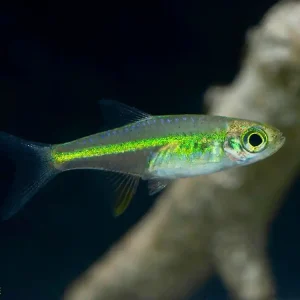 Neongrüner Zwergbärbling, Green Neon Zwergrasbora, Smaragd Zwergbärbling (Microdevario kubotai) Jetzt Kaufen